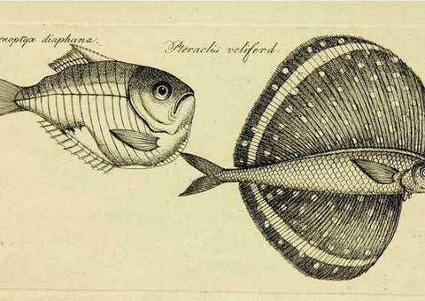 Reproducción/Reproduction 6005474861: M.E. Blochii ... Systema ichthyologiae iconibus CX illustratum v.2 Berolini :Sumtibus auctoris impressum et Bibliopolio Sanderiano commissum,1801