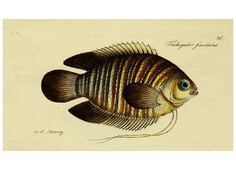 Reproducción/Reproduction 6005475165: M.E. Blochii ... Systema ichthyologiae iconibus CX illustratum v.2 Berolini :Sumtibus auctoris impressum et Bibliopolio Sanderiano commissum,1801