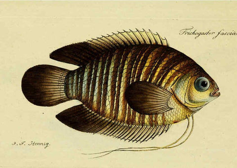 Reproducción/Reproduction 6005475165: M.E. Blochii ... Systema ichthyologiae iconibus CX illustratum v.2 Berolini :Sumtibus auctoris impressum et Bibliopolio Sanderiano commissum,1801