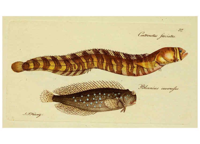 Reproducción/Reproduction 6005475695: M.E. Blochii ... Systema ichthyologiae iconibus CX illustratum v.2 Berolini :Sumtibus auctoris impressum et Bibliopolio Sanderiano commissum,1801