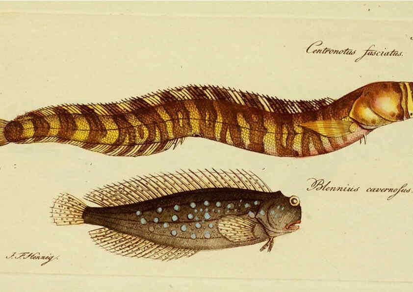 Reproducción/Reproduction 6005475695: M.E. Blochii ... Systema ichthyologiae iconibus CX illustratum v.2 Berolini :Sumtibus auctoris impressum et Bibliopolio Sanderiano commissum,1801