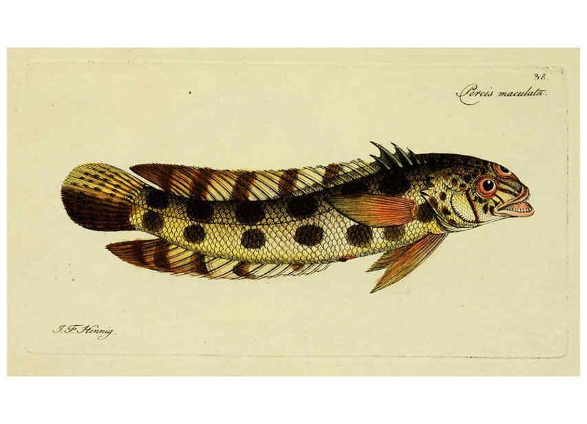 Reproducción/Reproduction 6005475923: M.E. Blochii ... Systema ichthyologiae iconibus CX illustratum v.2 Berolini :Sumtibus auctoris impressum et Bibliopolio Sanderiano commissum,1801
