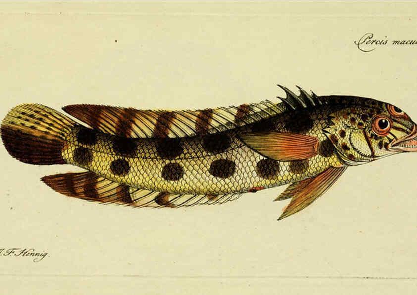 Reproducción/Reproduction 6005475923: M.E. Blochii ... Systema ichthyologiae iconibus CX illustratum v.2 Berolini :Sumtibus auctoris impressum et Bibliopolio Sanderiano commissum,1801