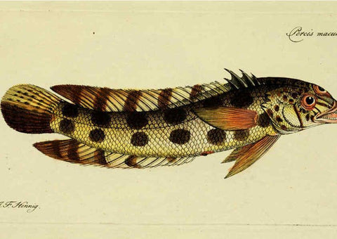 Reproducción/Reproduction 6005475923: M.E. Blochii ... Systema ichthyologiae iconibus CX illustratum v.2 Berolini :Sumtibus auctoris impressum et Bibliopolio Sanderiano commissum,1801