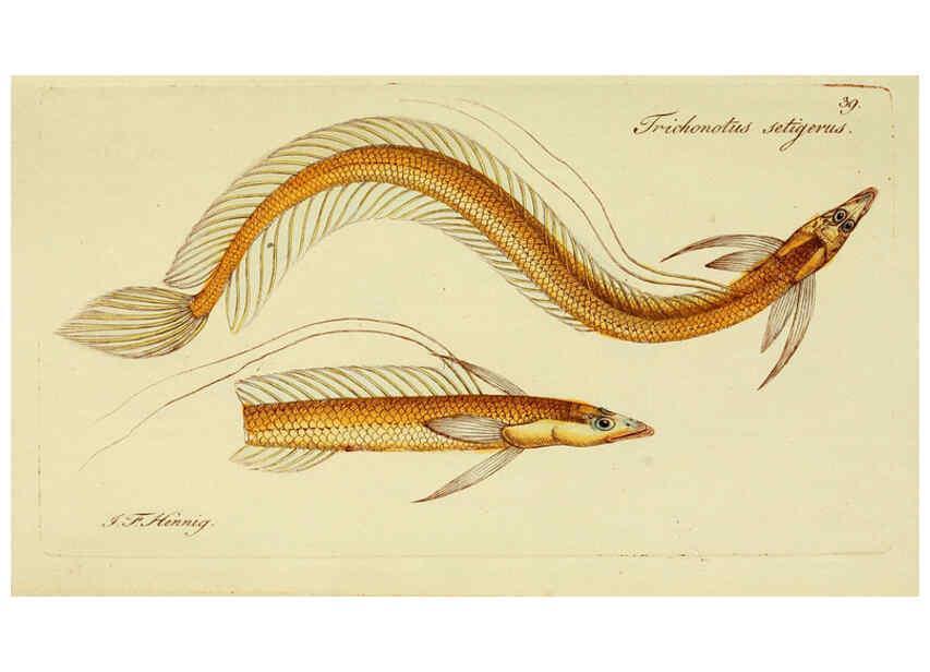 Reproducción/Reproduction 6005476169: M.E. Blochii ... Systema ichthyologiae iconibus CX illustratum v.2 Berolini :Sumtibus auctoris impressum et Bibliopolio Sanderiano commissum,1801