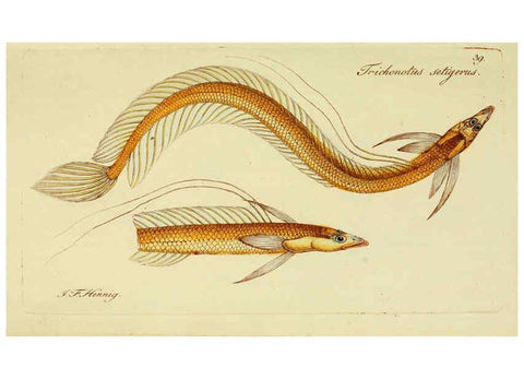 Reproducción/Reproduction 6005476169: M.E. Blochii ... Systema ichthyologiae iconibus CX illustratum v.2 Berolini :Sumtibus auctoris impressum et Bibliopolio Sanderiano commissum,1801