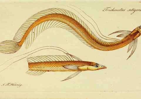 Reproducción/Reproduction 6005476169: M.E. Blochii ... Systema ichthyologiae iconibus CX illustratum v.2 Berolini :Sumtibus auctoris impressum et Bibliopolio Sanderiano commissum,1801