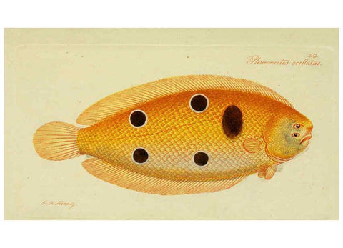 Reproducción/Reproduction 6005476533: M.E. Blochii ... Systema ichthyologiae iconibus CX illustratum v.2 Berolini :Sumtibus auctoris impressum et Bibliopolio Sanderiano commissum,1801