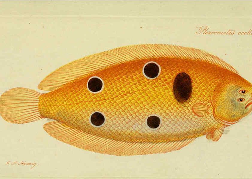 Reproducción/Reproduction 6005476533: M.E. Blochii ... Systema ichthyologiae iconibus CX illustratum v.2 Berolini :Sumtibus auctoris impressum et Bibliopolio Sanderiano commissum,1801