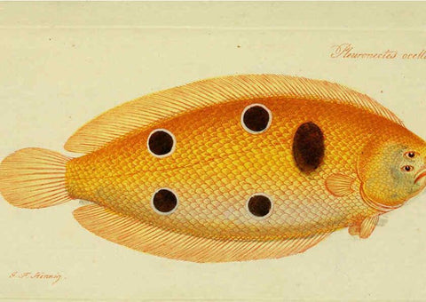 Reproducción/Reproduction 6005476533: M.E. Blochii ... Systema ichthyologiae iconibus CX illustratum v.2 Berolini :Sumtibus auctoris impressum et Bibliopolio Sanderiano commissum,1801