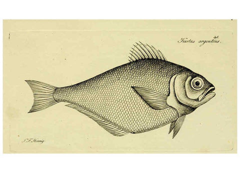 Reproducción/Reproduction 6005476897: M.E. Blochii ... Systema ichthyologiae iconibus CX illustratum v.2 Berolini :Sumtibus auctoris impressum et Bibliopolio Sanderiano commissum,1801