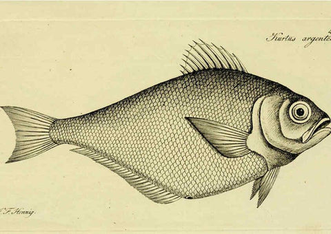 Reproducción/Reproduction 6005476897: M.E. Blochii ... Systema ichthyologiae iconibus CX illustratum v.2 Berolini :Sumtibus auctoris impressum et Bibliopolio Sanderiano commissum,1801