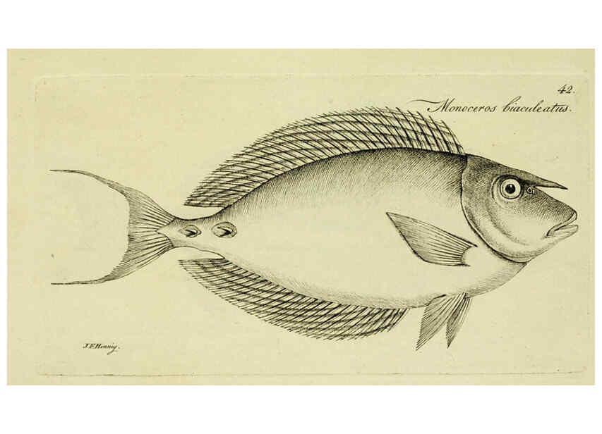 Reproducción/Reproduction 6006020138: M.E. Blochii ... Systema ichthyologiae iconibus CX illustratum v.2 Berolini :Sumtibus auctoris impressum et Bibliopolio Sanderiano commissum,1801