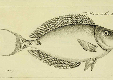Reproducción/Reproduction 6006020138: M.E. Blochii ... Systema ichthyologiae iconibus CX illustratum v.2 Berolini :Sumtibus auctoris impressum et Bibliopolio Sanderiano commissum,1801