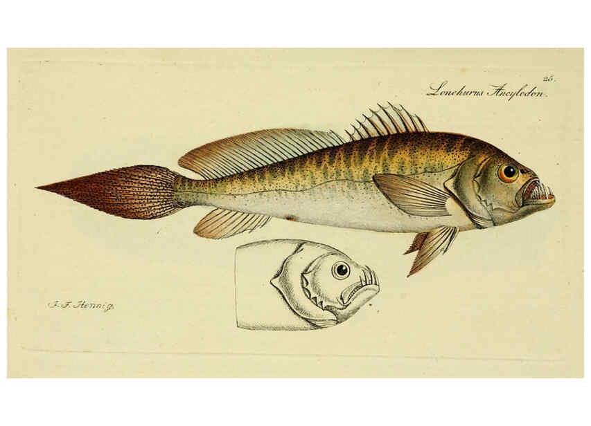 Reproducción/Reproduction 6005471799: M.E. Blochii ... Systema ichthyologiae iconibus CX illustratum v.2 Berolini :Sumtibus auctoris impressum et Bibliopolio Sanderiano commissum,1801
