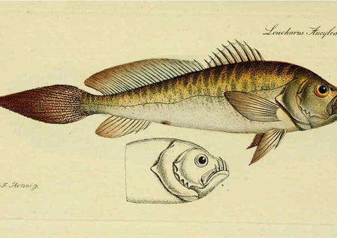 Reproducción/Reproduction 6005471799: M.E. Blochii ... Systema ichthyologiae iconibus CX illustratum v.2 Berolini :Sumtibus auctoris impressum et Bibliopolio Sanderiano commissum,1801