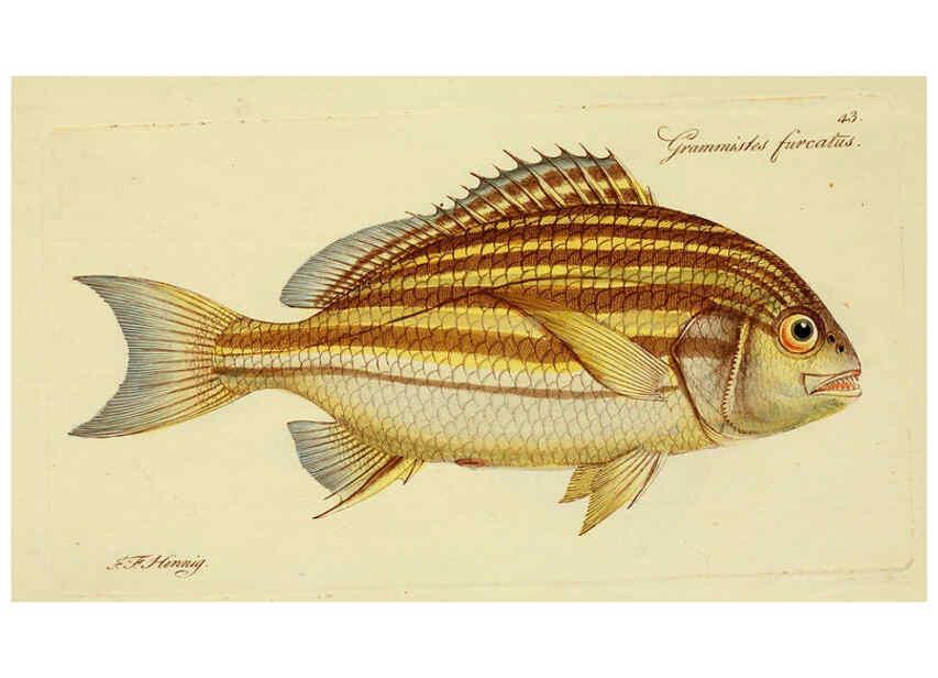 Reproducción/Reproduction 6006020490: M.E. Blochii ... Systema ichthyologiae iconibus CX illustratum v.2 Berolini :Sumtibus auctoris impressum et Bibliopolio Sanderiano commissum,1801