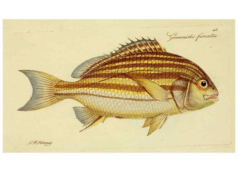 Reproducción/Reproduction 6006020490: M.E. Blochii ... Systema ichthyologiae iconibus CX illustratum v.2 Berolini :Sumtibus auctoris impressum et Bibliopolio Sanderiano commissum,1801