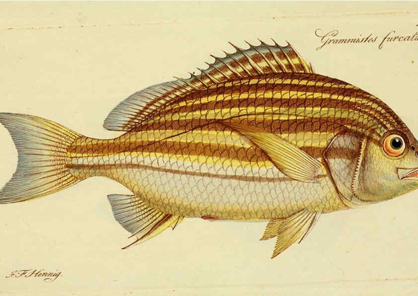 Reproducción/Reproduction 6006020490: M.E. Blochii ... Systema ichthyologiae iconibus CX illustratum v.2 Berolini :Sumtibus auctoris impressum et Bibliopolio Sanderiano commissum,1801