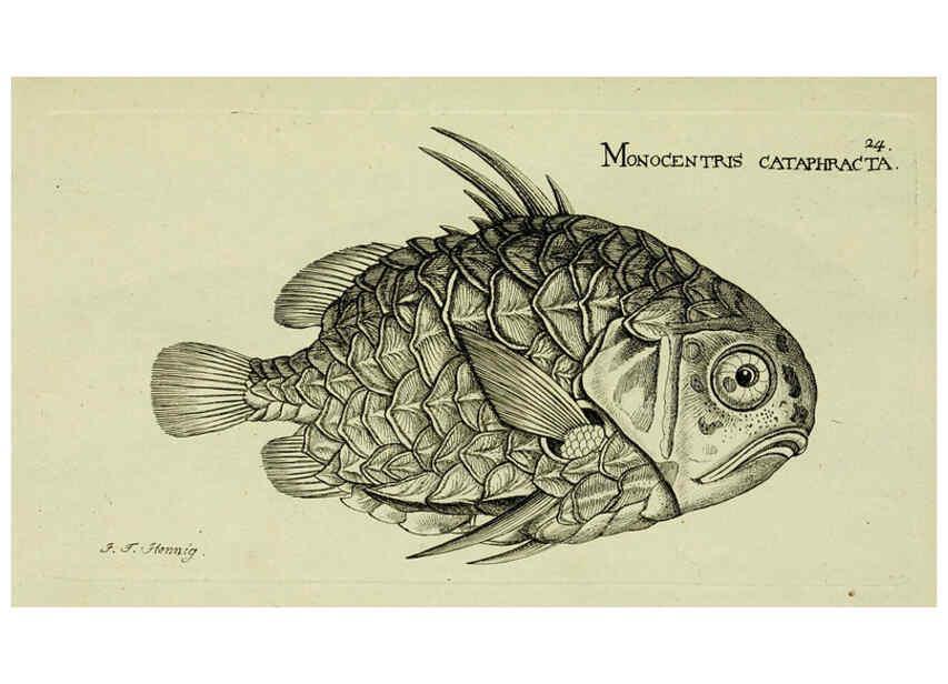 Reproducción/Reproduction 6005471403: M.E. Blochii ... Systema ichthyologiae iconibus CX illustratum v.2 Berolini :Sumtibus auctoris impressum et Bibliopolio Sanderiano commissum,1801