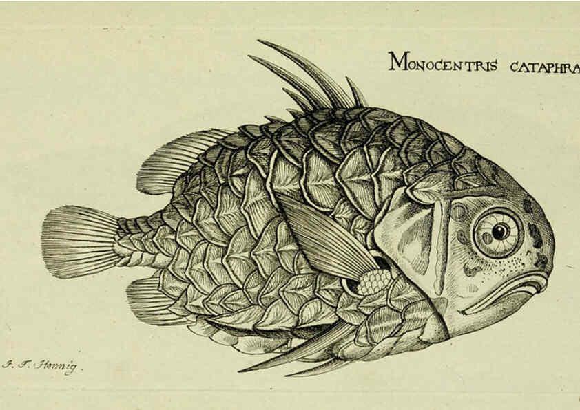 Reproducción/Reproduction 6005471403: M.E. Blochii ... Systema ichthyologiae iconibus CX illustratum v.2 Berolini :Sumtibus auctoris impressum et Bibliopolio Sanderiano commissum,1801