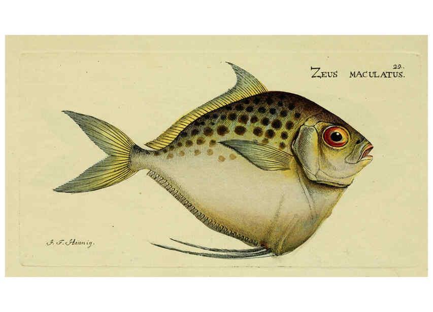 Reproducción/Reproduction 6005470525: M.E. Blochii ... Systema ichthyologiae iconibus CX illustratum v.2 Berolini :Sumtibus auctoris impressum et Bibliopolio Sanderiano commissum,1801