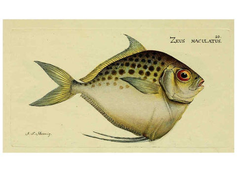 Reproducción/Reproduction 6005470525: M.E. Blochii ... Systema ichthyologiae iconibus CX illustratum v.2 Berolini :Sumtibus auctoris impressum et Bibliopolio Sanderiano commissum,1801