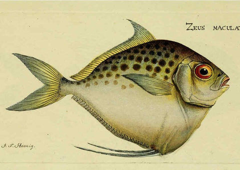 Reproducción/Reproduction 6005470525: M.E. Blochii ... Systema ichthyologiae iconibus CX illustratum v.2 Berolini :Sumtibus auctoris impressum et Bibliopolio Sanderiano commissum,1801