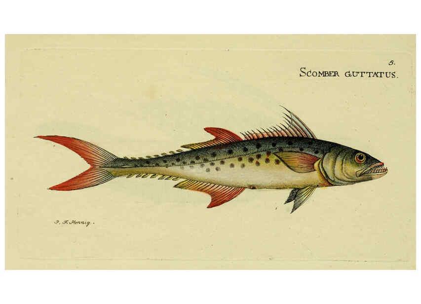 Reproducción/Reproduction 6006007454: M.E. Blochii ... Systema ichthyologiae iconibus CX illustratum v.2 Berolini :Sumtibus auctoris impressum et Bibliopolio Sanderiano commissum,1801