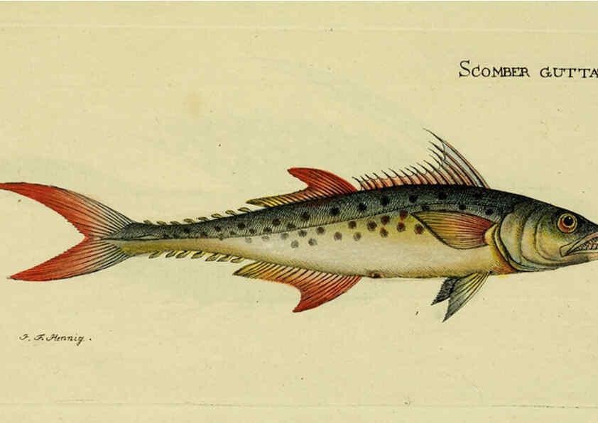 Reproducción/Reproduction 6006007454: M.E. Blochii ... Systema ichthyologiae iconibus CX illustratum v.2 Berolini :Sumtibus auctoris impressum et Bibliopolio Sanderiano commissum,1801