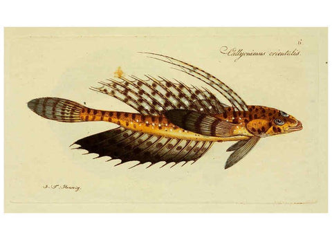 Reproducción/Reproduction 6006007778: M.E. Blochii ... Systema ichthyologiae iconibus CX illustratum v.2 Berolini :Sumtibus auctoris impressum et Bibliopolio Sanderiano commissum,1801