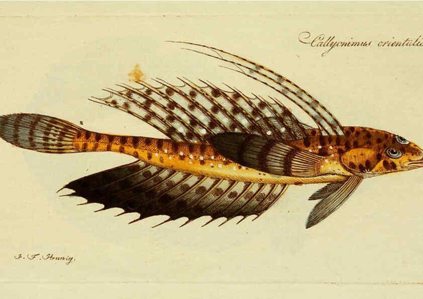 Reproducción/Reproduction 6006007778: M.E. Blochii ... Systema ichthyologiae iconibus CX illustratum v.2 Berolini :Sumtibus auctoris impressum et Bibliopolio Sanderiano commissum,1801