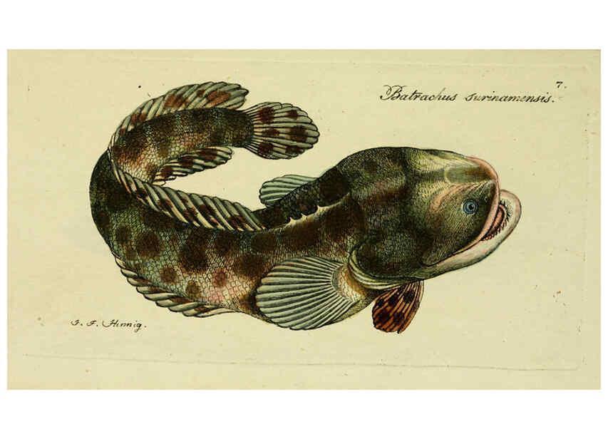 Reproducción/Reproduction 6005466077: M.E. Blochii ... Systema ichthyologiae iconibus CX illustratum v.2 Berolini :Sumtibus auctoris impressum et Bibliopolio Sanderiano commissum,1801