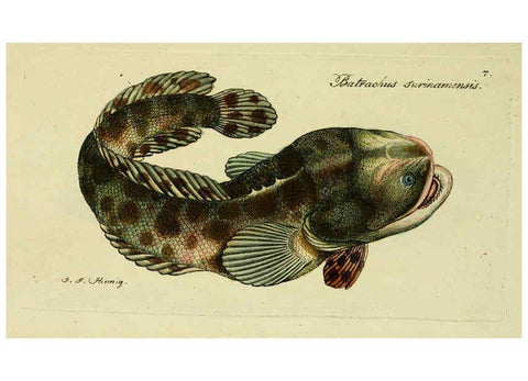 Reproducción/Reproduction 6005466077: M.E. Blochii ... Systema ichthyologiae iconibus CX illustratum v.2 Berolini :Sumtibus auctoris impressum et Bibliopolio Sanderiano commissum,1801