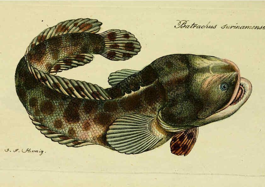 Reproducción/Reproduction 6005466077: M.E. Blochii ... Systema ichthyologiae iconibus CX illustratum v.2 Berolini :Sumtibus auctoris impressum et Bibliopolio Sanderiano commissum,1801