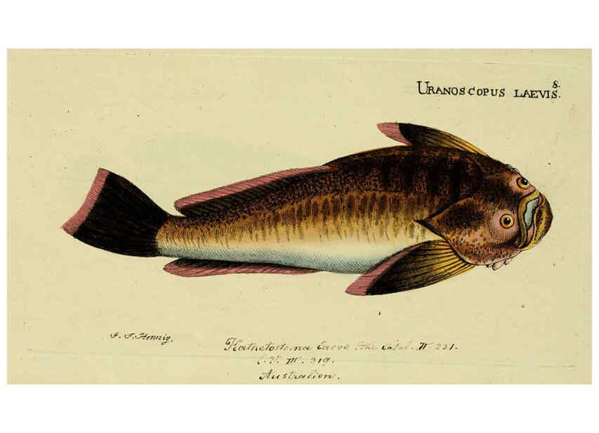 Reproducción/Reproduction 6005466385: M.E. Blochii ... Systema ichthyologiae iconibus CX illustratum v.2 Berolini :Sumtibus auctoris impressum et Bibliopolio Sanderiano commissum,1801