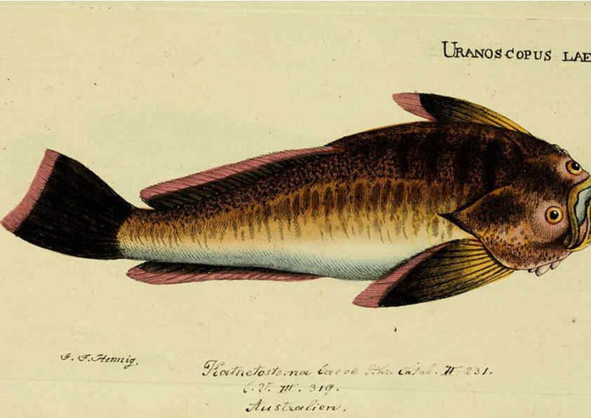 Reproducción/Reproduction 6005466385: M.E. Blochii ... Systema ichthyologiae iconibus CX illustratum v.2 Berolini :Sumtibus auctoris impressum et Bibliopolio Sanderiano commissum,1801