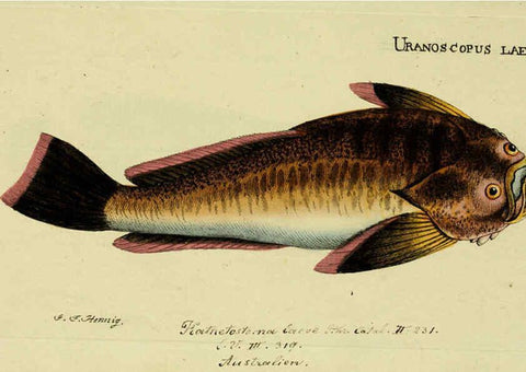 Reproducción/Reproduction 6005466385: M.E. Blochii ... Systema ichthyologiae iconibus CX illustratum v.2 Berolini :Sumtibus auctoris impressum et Bibliopolio Sanderiano commissum,1801