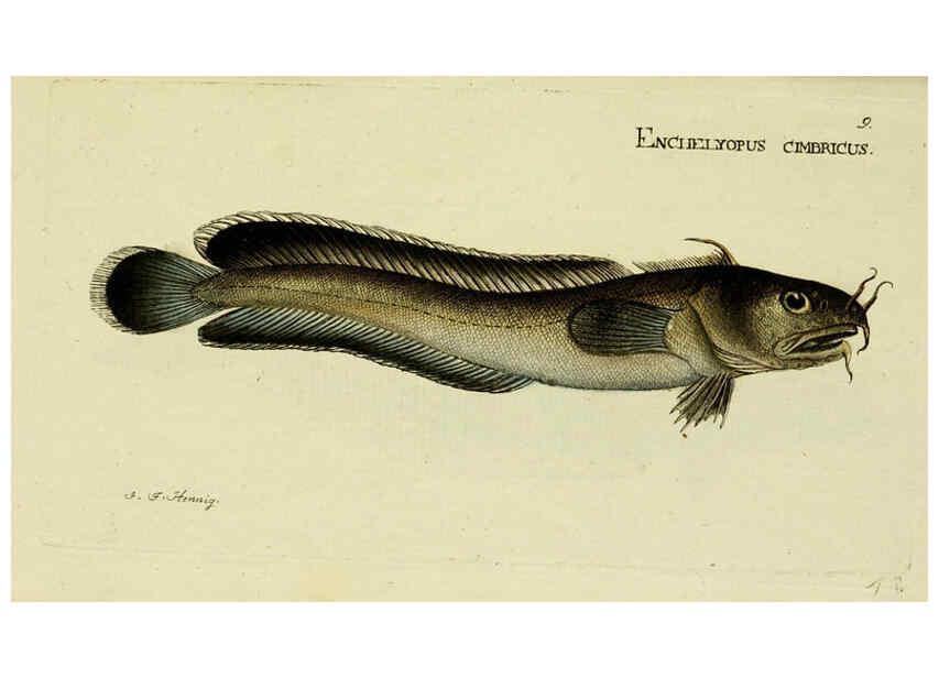 Reproducción/Reproduction 6006009668: M.E. Blochii ... Systema ichthyologiae iconibus CX illustratum v.2 Berolini :Sumtibus auctoris impressum et Bibliopolio Sanderiano commissum,1801