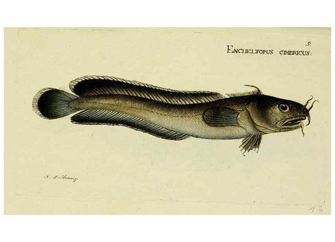 Reproducción/Reproduction 6006009668: M.E. Blochii ... Systema ichthyologiae iconibus CX illustratum v.2 Berolini :Sumtibus auctoris impressum et Bibliopolio Sanderiano commissum,1801