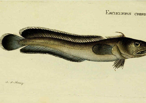 Reproducción/Reproduction 6006009668: M.E. Blochii ... Systema ichthyologiae iconibus CX illustratum v.2 Berolini :Sumtibus auctoris impressum et Bibliopolio Sanderiano commissum,1801