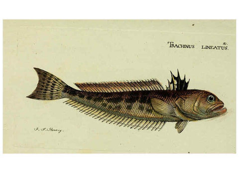 Reproducción/Reproduction 6006009910: M.E. Blochii ... Systema ichthyologiae iconibus CX illustratum v.2 Berolini :Sumtibus auctoris impressum et Bibliopolio Sanderiano commissum,1801