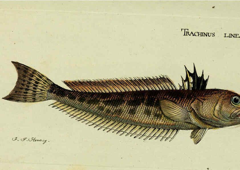Reproducción/Reproduction 6006009910: M.E. Blochii ... Systema ichthyologiae iconibus CX illustratum v.2 Berolini :Sumtibus auctoris impressum et Bibliopolio Sanderiano commissum,1801