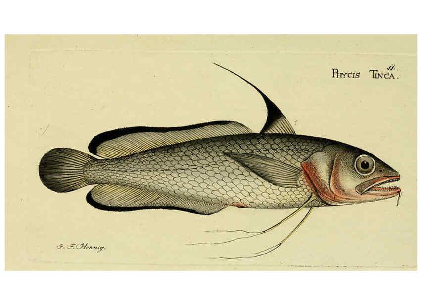 Reproducción/Reproduction 6005467119: M.E. Blochii ... Systema ichthyologiae iconibus CX illustratum v.2 Berolini :Sumtibus auctoris impressum et Bibliopolio Sanderiano commissum,1801