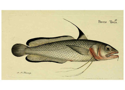 Reproducción/Reproduction 6005467119: M.E. Blochii ... Systema ichthyologiae iconibus CX illustratum v.2 Berolini :Sumtibus auctoris impressum et Bibliopolio Sanderiano commissum,1801
