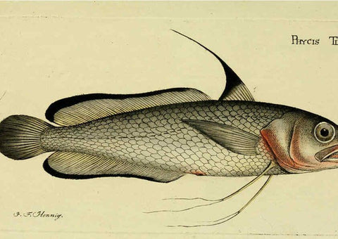 Reproducción/Reproduction 6005467119: M.E. Blochii ... Systema ichthyologiae iconibus CX illustratum v.2 Berolini :Sumtibus auctoris impressum et Bibliopolio Sanderiano commissum,1801