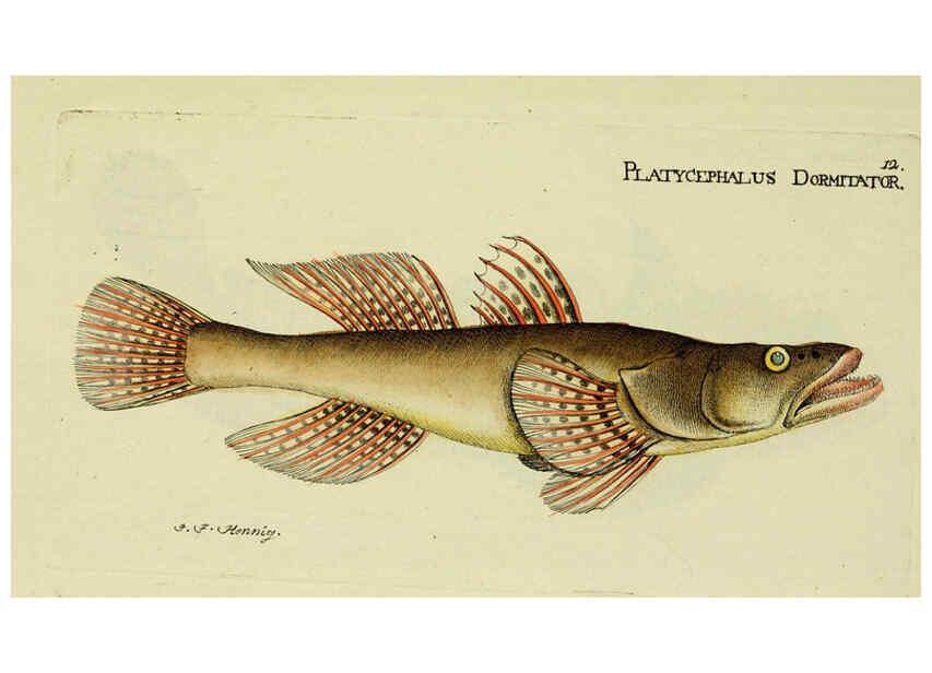 Reproducción/Reproduction 6006010370: M.E. Blochii ... Systema ichthyologiae iconibus CX illustratum v.2 Berolini :Sumtibus auctoris impressum et Bibliopolio Sanderiano commissum,1801