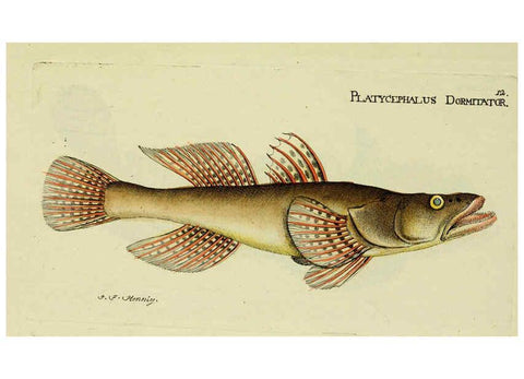 Reproducción/Reproduction 6006010370: M.E. Blochii ... Systema ichthyologiae iconibus CX illustratum v.2 Berolini :Sumtibus auctoris impressum et Bibliopolio Sanderiano commissum,1801