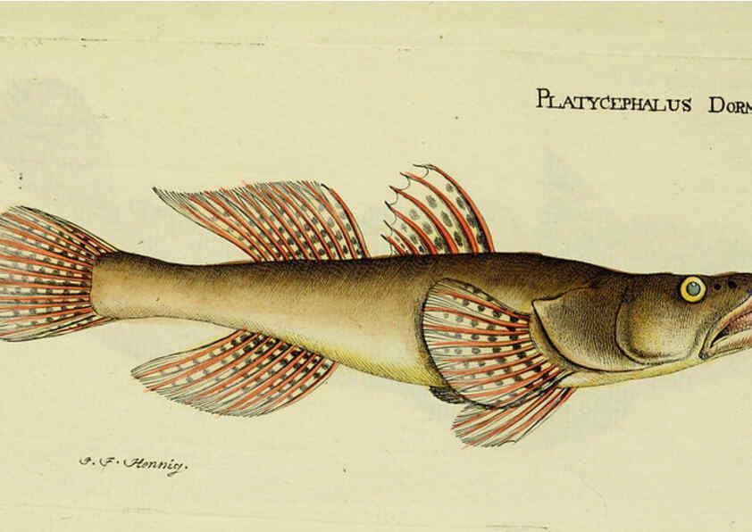 Reproducción/Reproduction 6006010370: M.E. Blochii ... Systema ichthyologiae iconibus CX illustratum v.2 Berolini :Sumtibus auctoris impressum et Bibliopolio Sanderiano commissum,1801