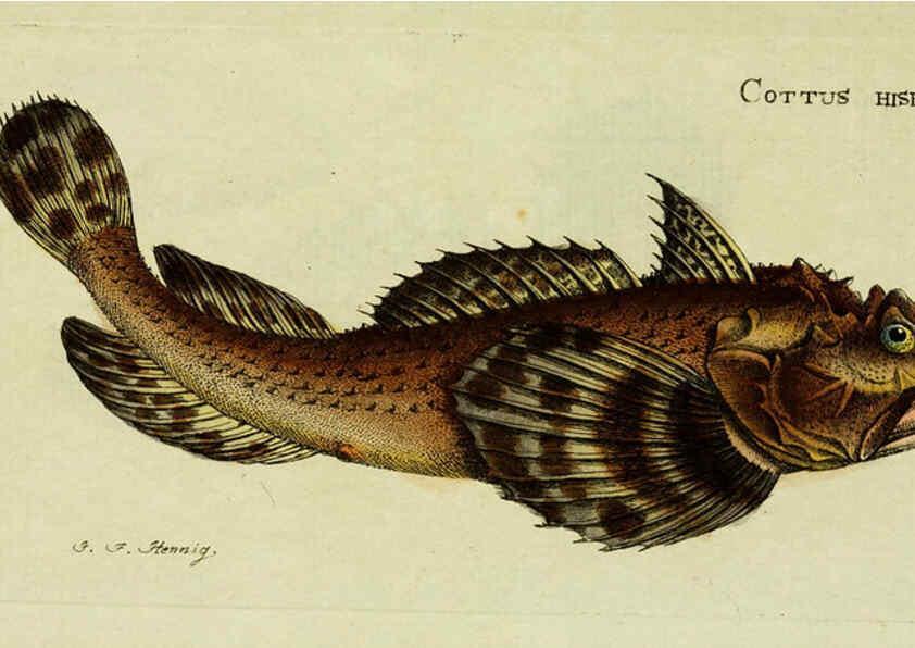 Reproducción/Reproduction 6006010658: M.E. Blochii ... Systema ichthyologiae iconibus CX illustratum v.2 Berolini :Sumtibus auctoris impressum et Bibliopolio Sanderiano commissum,1801